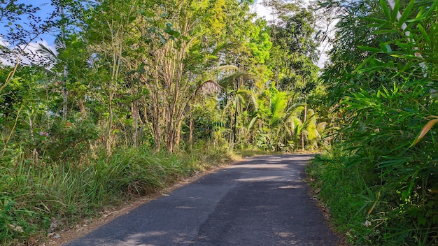 インドネシア の 山々 の 森 の 木々 を 通過 する アスファルト の 道路