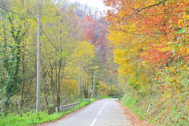 숲을 통과하는 아스팔트 도로, 코자라 산에 다채로운 노란색, 갈색, 빨간색, 녹색 잎이 있는 나무