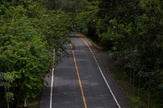 Asphalt road through in the forest.