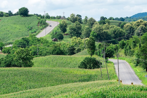 Asphalt road through the green field and clouds on blue sky in summer day