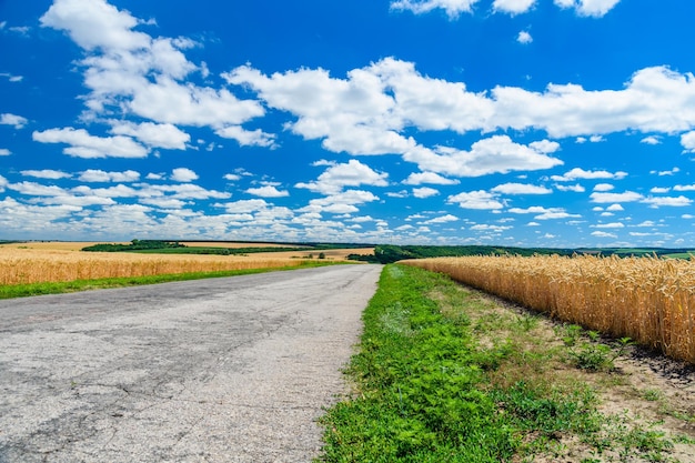 Asphalt road between two fields of the ripe wheat