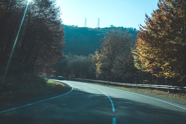 森のあるアスファルト道路