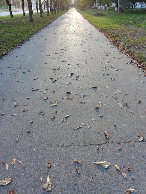 Asphalt sidewalk in perspective is empty without people and with scattered leaves