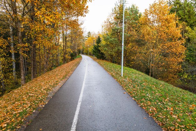 Foto strada della curva di bobina dell'asfalto in una foresta del faggio