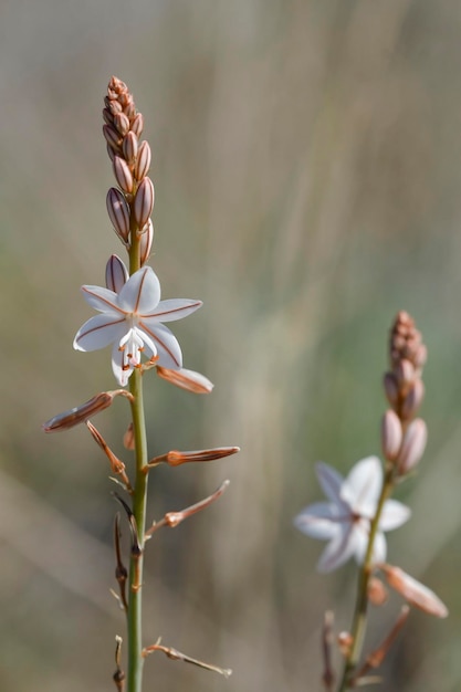 Asphodelus albus - de witte achterham is een meerjarige kruidachtige plant afkomstig uit de Middellandse Zee