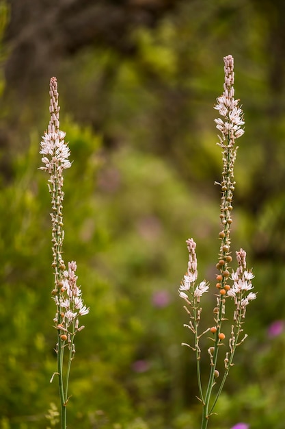 Asphodelus albus Белый гамон — многолетнее травянистое растение, произрастающее в Средиземноморье.