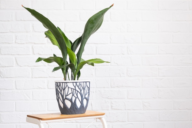 Aspidistra met taaie bladeren op een standaard in het interieur op een witte bakstenen muur Ingemaakte kamerplanten groen huisdecor zorg en teelt