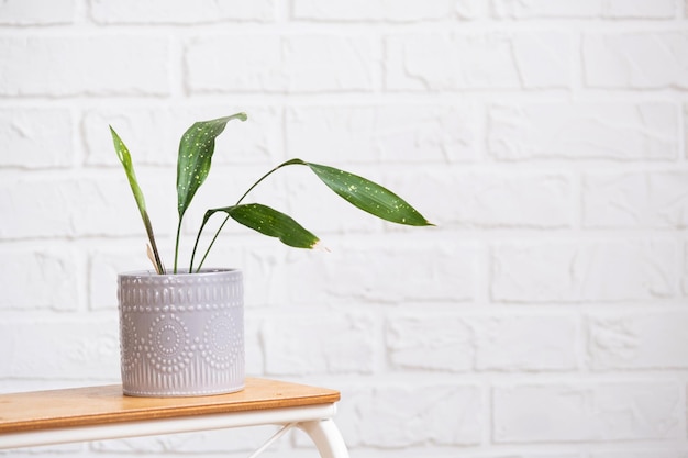 Aspidistra with tough leaves on a stand in interior on whtite brick wall Potted house plants green home decor care and cultivation