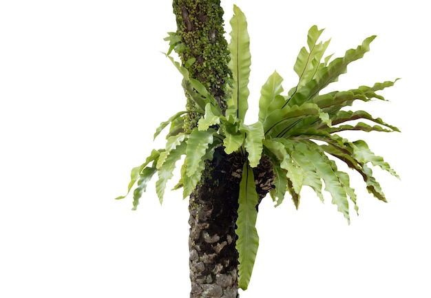 Asplenium nidus fern or Bird's nest fern and moss combine on palm tree isolated on white background with clipping path,  famous plant for decoration indoor and outdoor