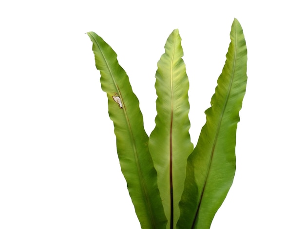 Asplenium nidus isolated on white background