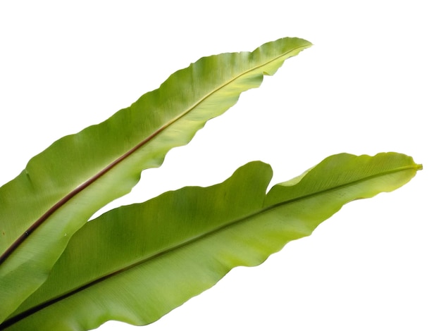 Asplenium nidus isolated on white background