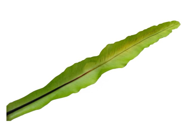 Asplenium nidus plant on white background