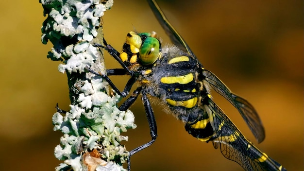 The assasin fly is sitting on a branch