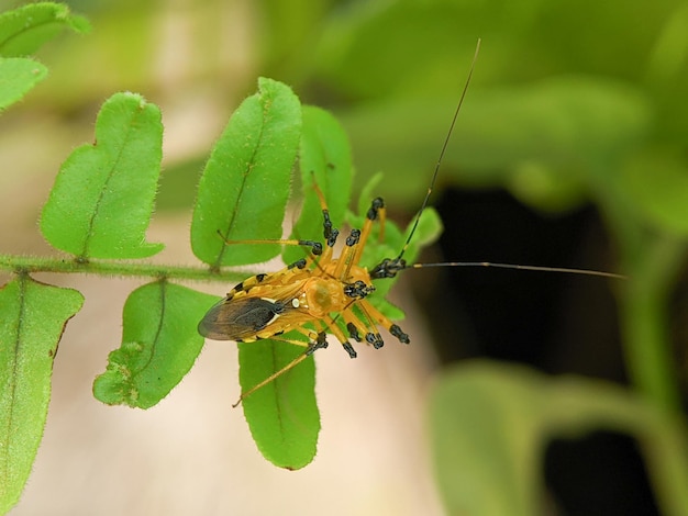 Assassin bug harpactorinae mating on a green leaf with blur\
background