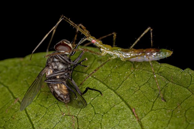 Assassin Bug Nymph azen op een volwassen huisvlieg