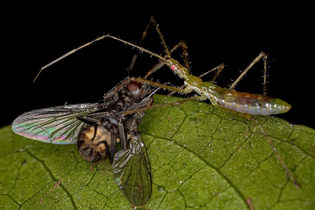 Assassin Bug Nymph azen op een volwassen huisvlieg