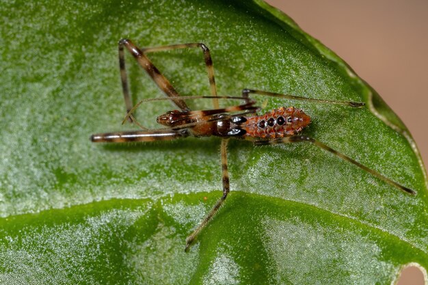 Photo assassin bug nymph of the family reduviidae