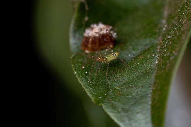 Assassin Bug Nymph of the Tribe Harpactorini met eieren