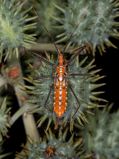 Assassin Bug Nymph