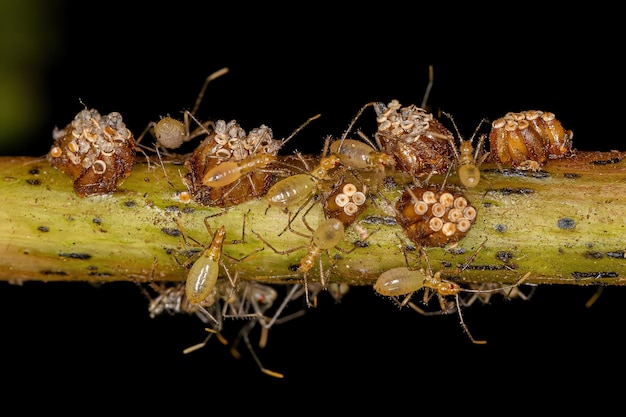 Assassin Bug Nymphs