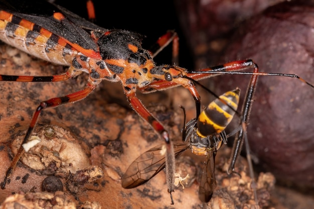 Assassin Bugs of the Species Zelus armillatus azen op een wesp