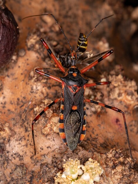 Assassin Bugs of the Species Zelus armillatus azen op een wesp