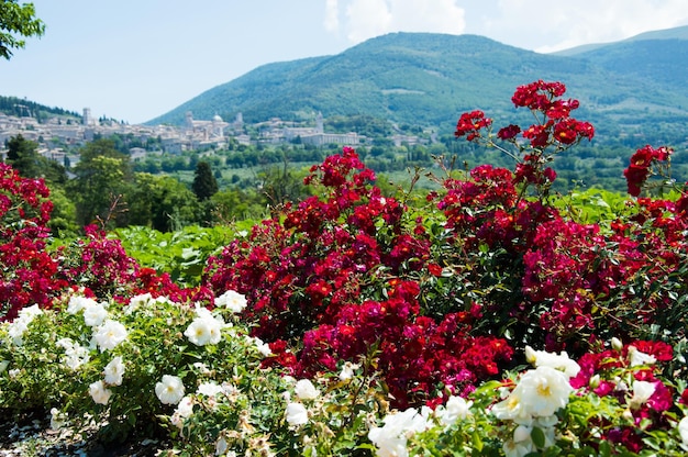 花のあるアッシジの風景ウンブリア州イタリア