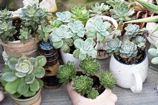 Assorted echeveria succulent in a pot