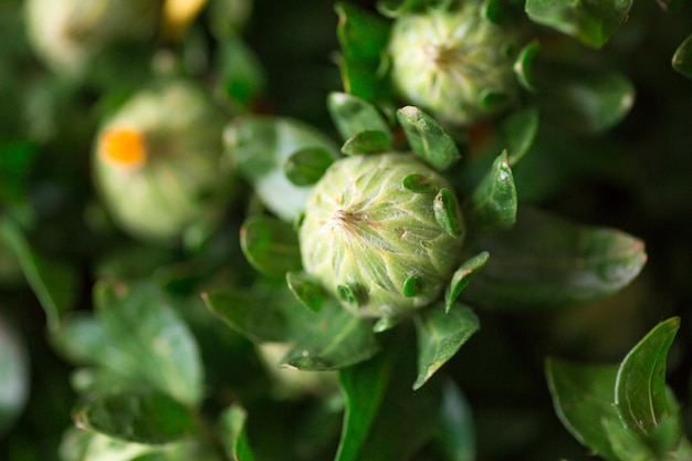 Assorted Flowers blooming macro photography