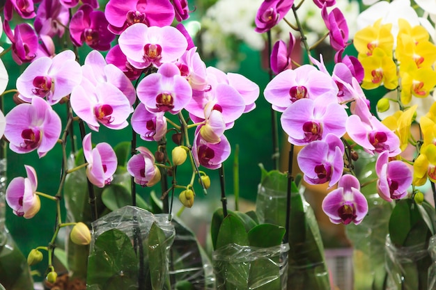 Assorted Fresh Colorful Orchid Flowers Background. 