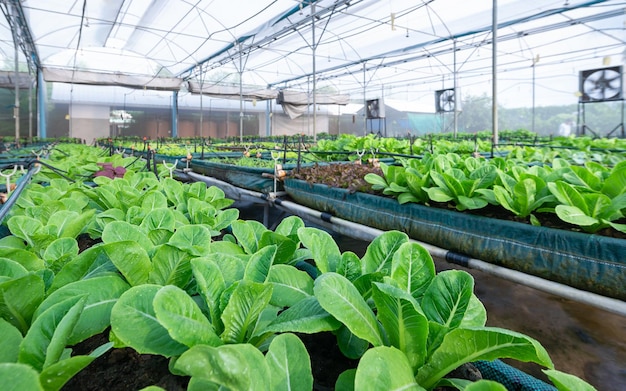 Photo assorted lettuce in the greenhouse organic focus foreground