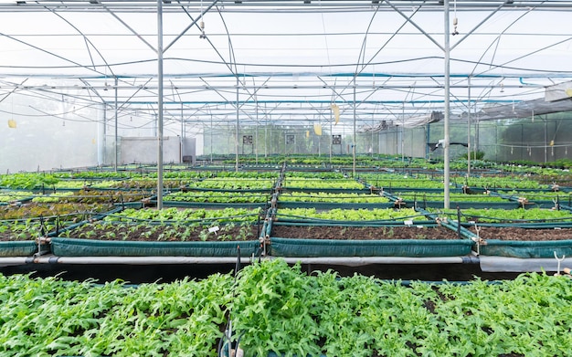 Assorted lettuce in the greenhouse organic