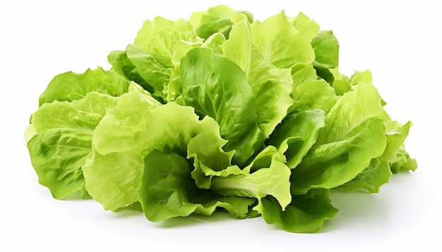 Assorted Lettuces Isolated on White Background