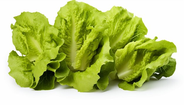 Assorted Lettuces Isolated on White Background