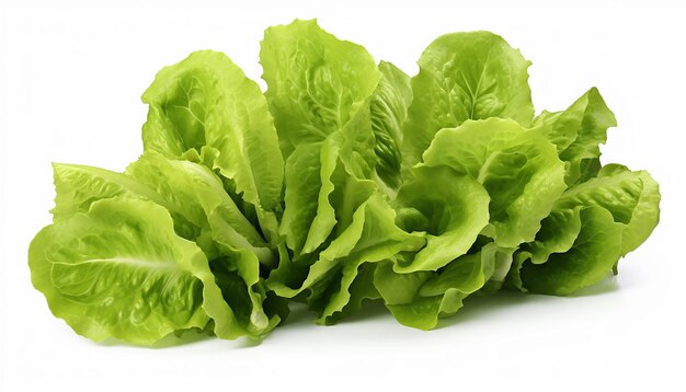 Assorted Lettuces Isolated on White Background