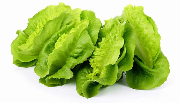 Assorted Lettuces Isolated on White Background