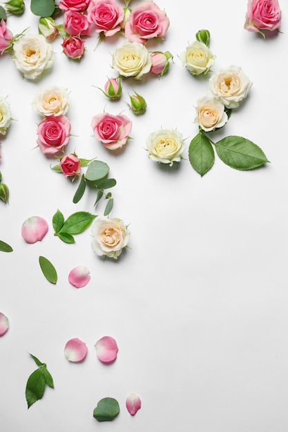 Assorted roses heads on white background