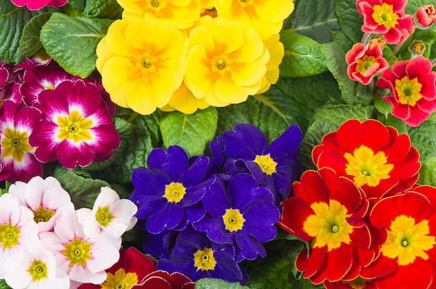 Assorted spring primulas