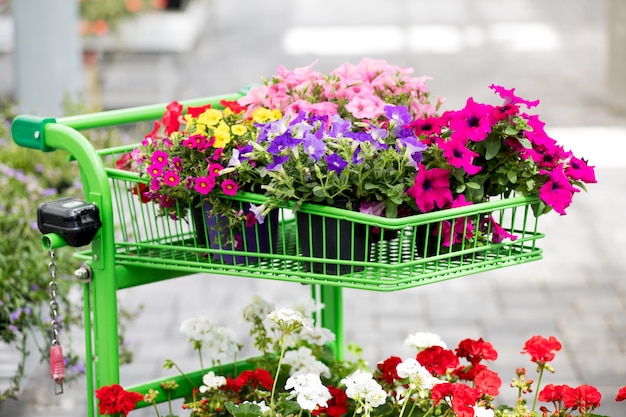 Assortiment van felgekleurde zomerbloemen