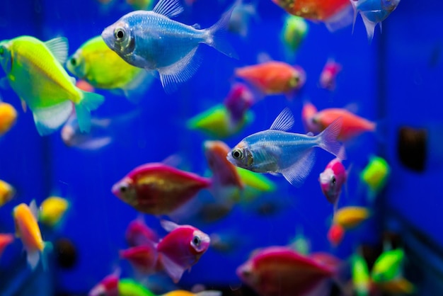 Assortiment van ternetia glofish in blauw aquarium