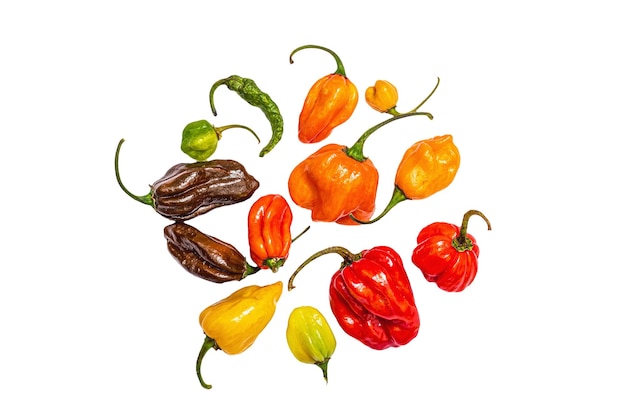 Assortment of colored peppers isolated on white background Different varieties trendy hard light