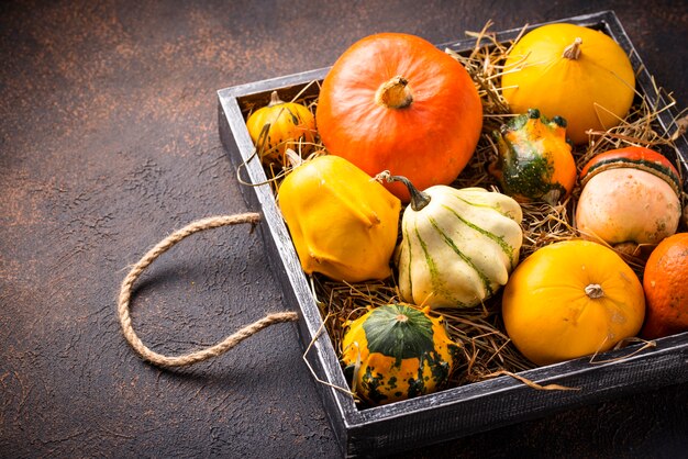 Assortment of decorative colorful pumpkins