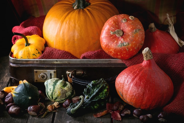 Assortment of different pumpkins in suitcase