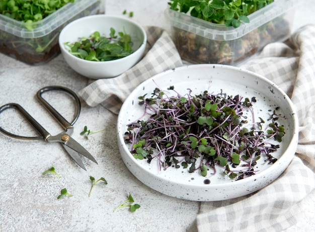 Assortment of micro greens on wooden table. Healthy lifestyle