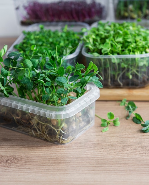 Assortment of micro greens on wooden table. Healthy lifestyle