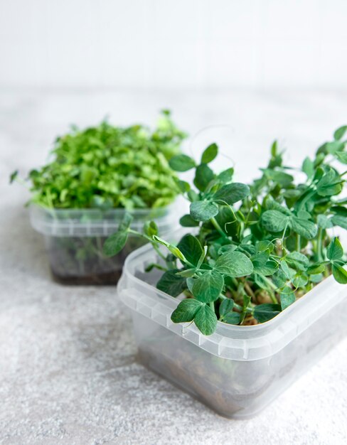 Assortment of micro greens on wooden table. Healthy lifestyle