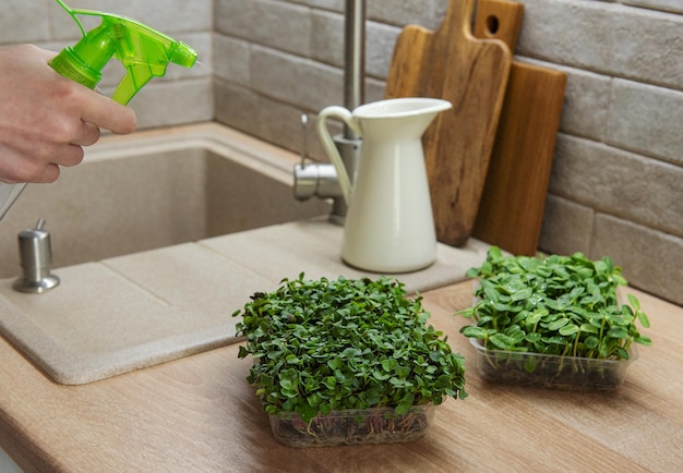 Assortment of micro greens on wooden table