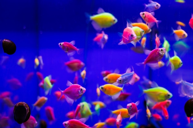 Assortment of Ternetia Glofish on blue background in aquarium