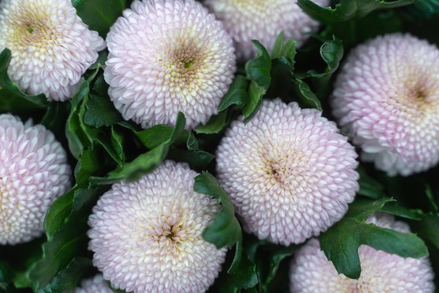 Aster amellus bush lush flowers white and lilac blossom green flora background