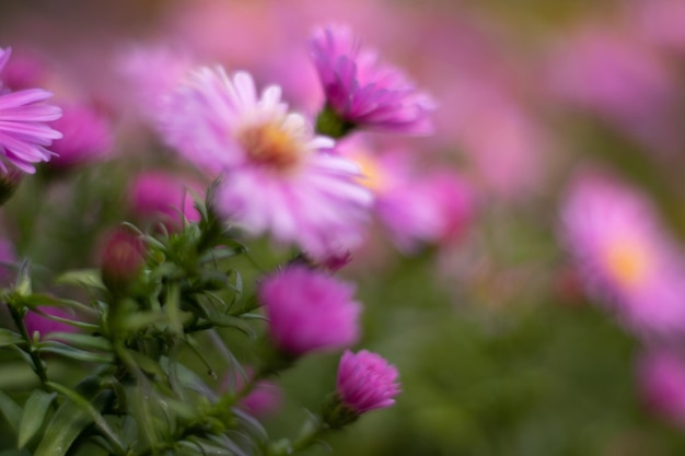 Photo aster amellus, the european michaelmas-daisy is a perennial herbaceous plant of the genus aster.